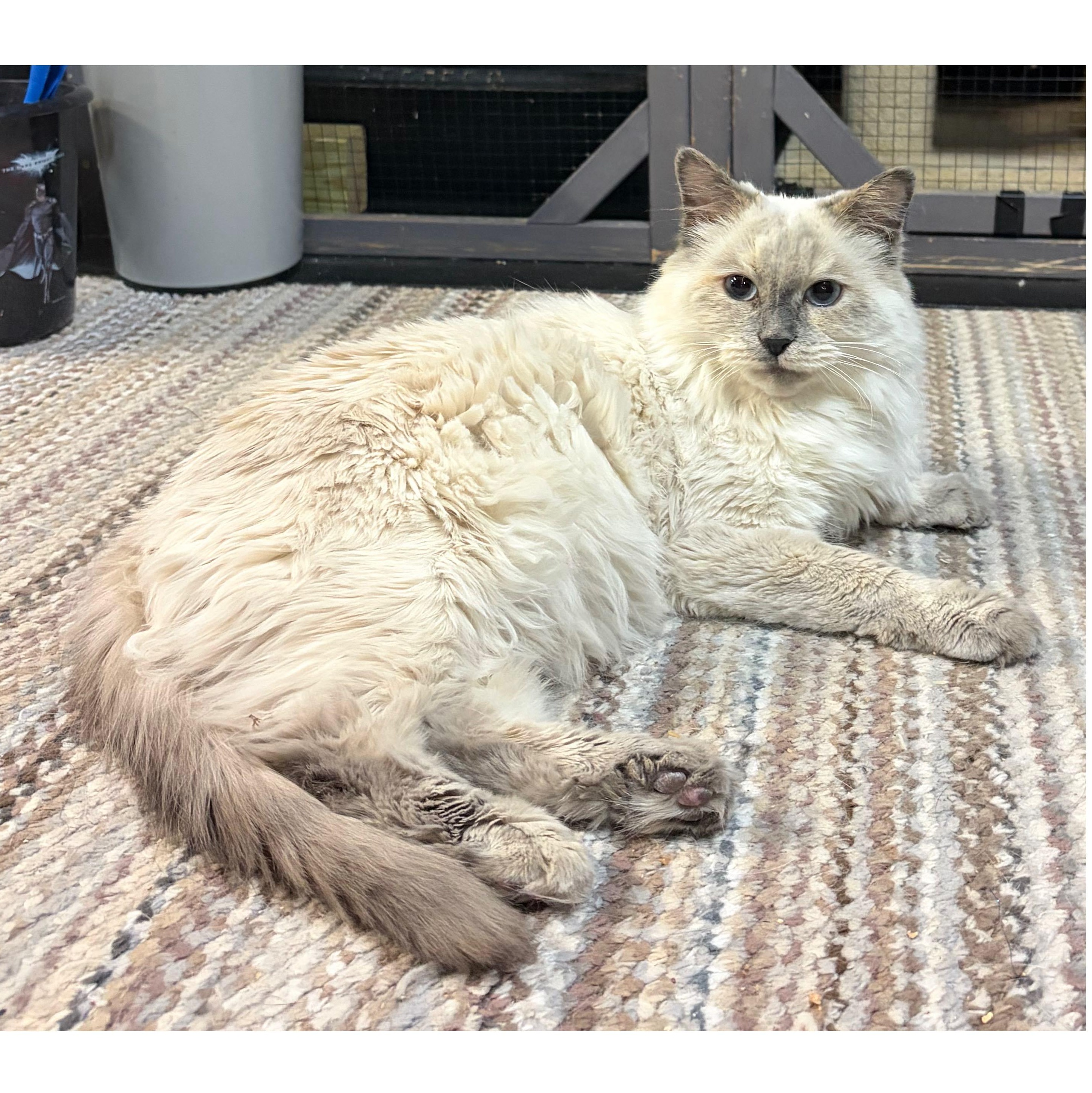 Enlarge Lilly, a Adoptable Himalayan in Middletown, DE image 2/2