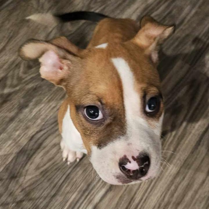 Millie, Adopted, Puppy Female American Bulldog.