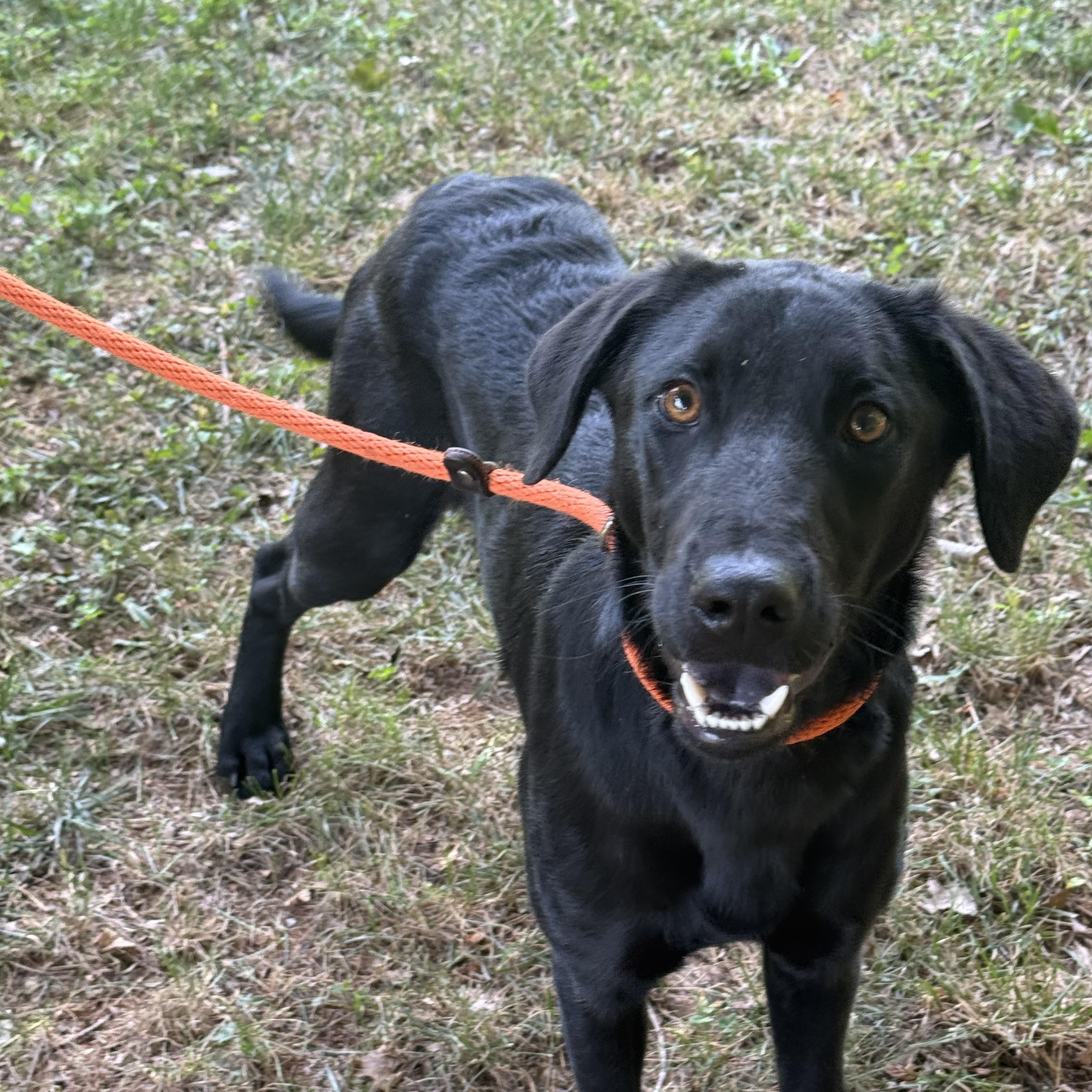 Enlarge Miley, a ADOPTABLE mixed breed in Richmond, VA image 3/6