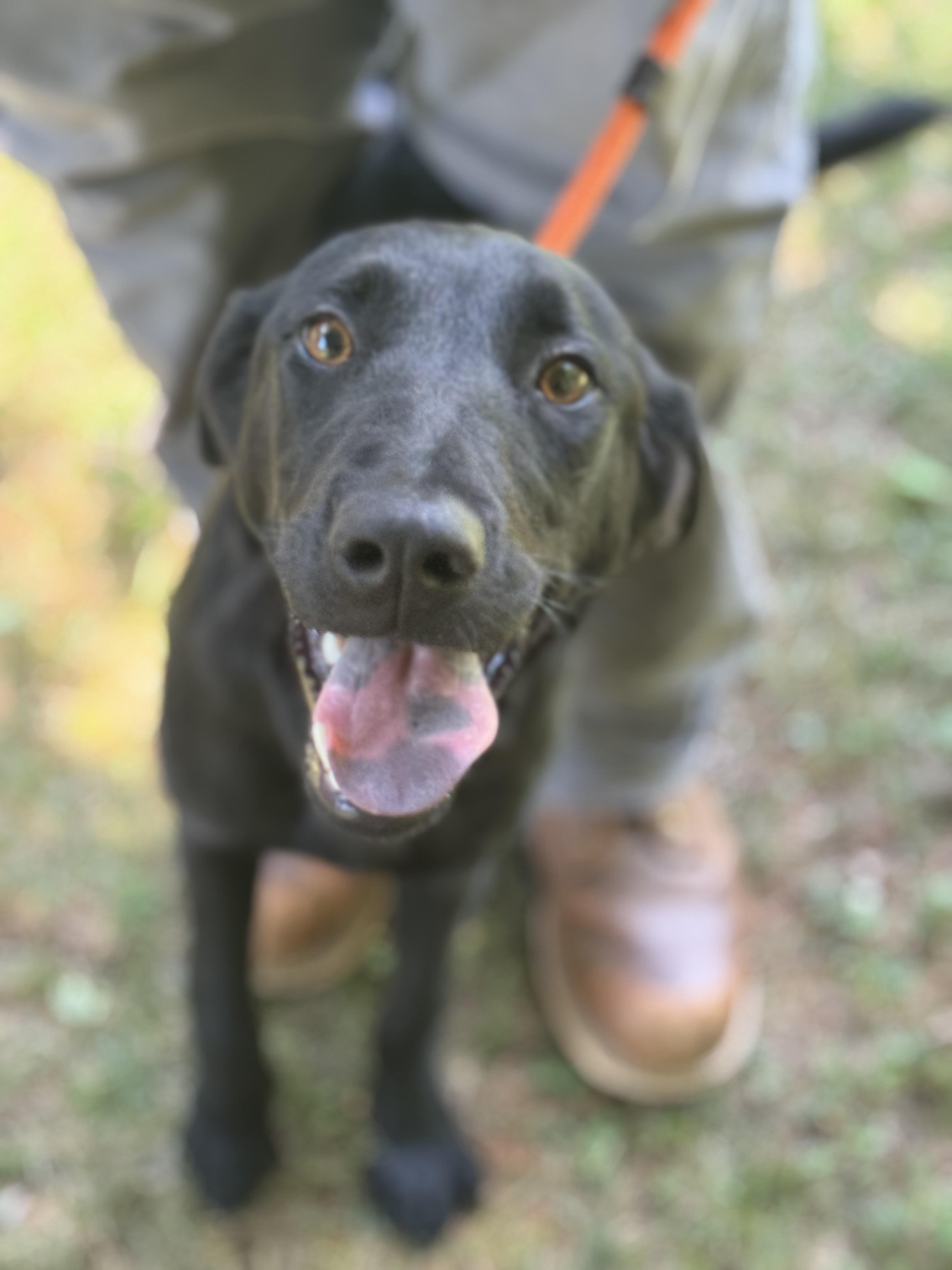 Miley, ADOPTABLE, Young Female Labrador Retriever.