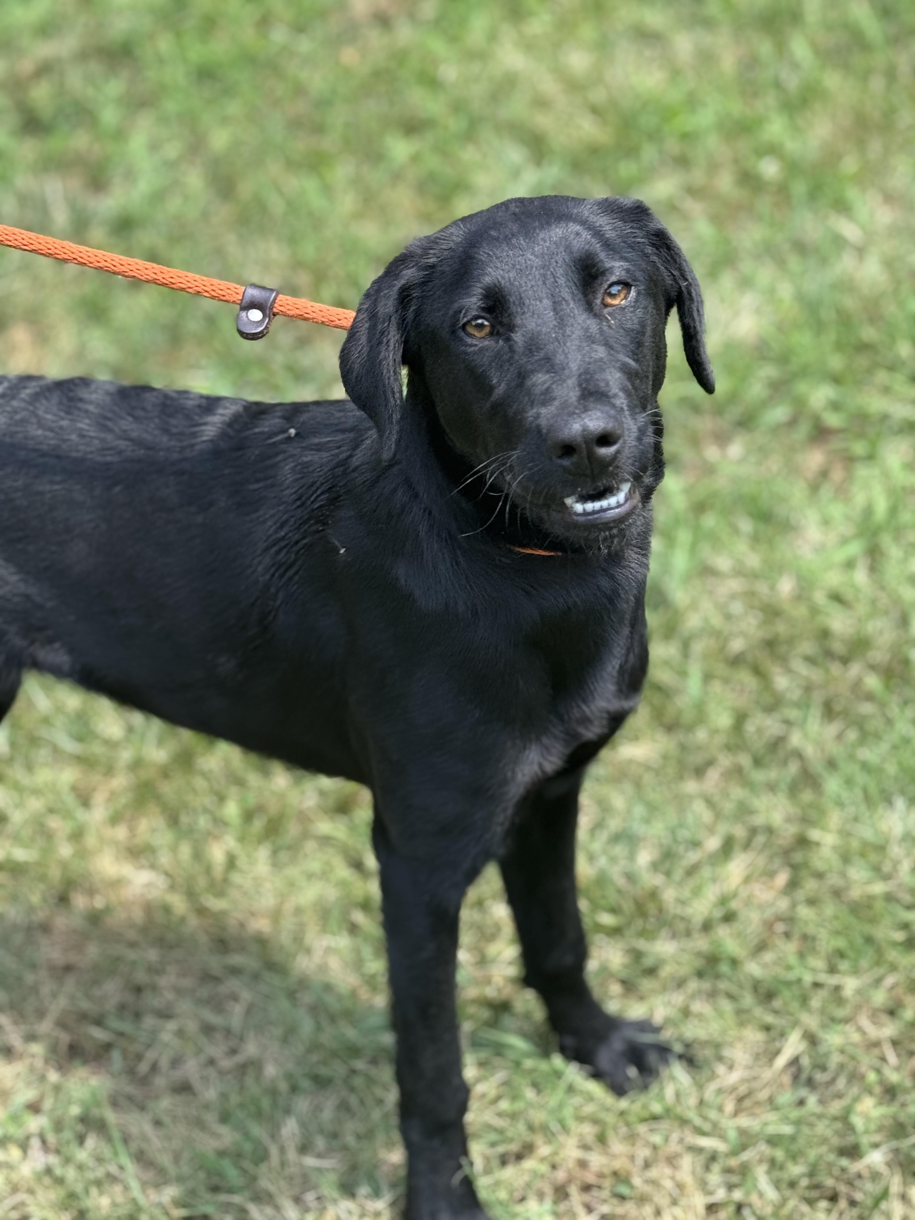 Enlarge Miley, a ADOPTABLE mixed breed in Richmond, VA image 6/6