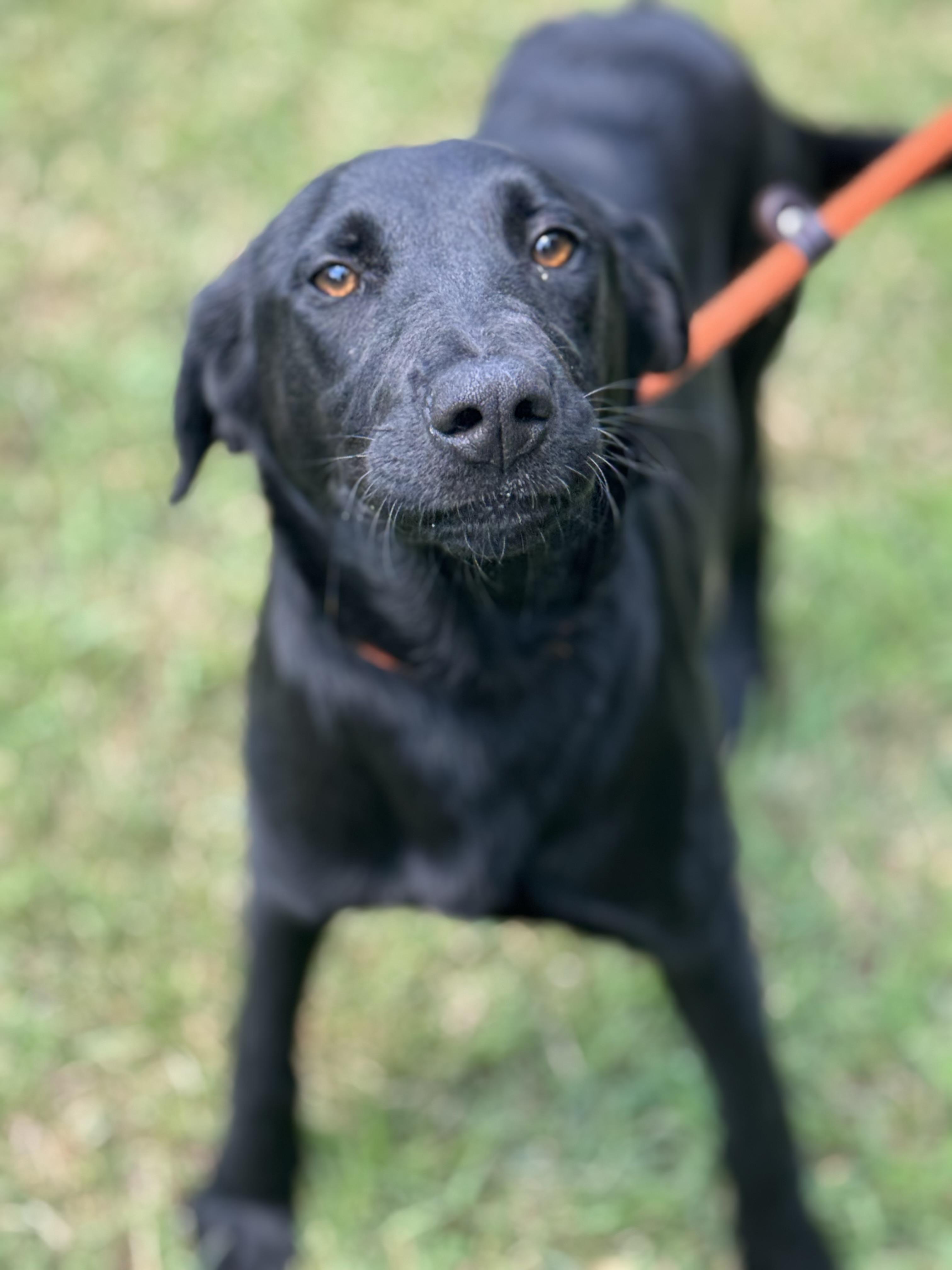Enlarge Miley, a ADOPTABLE mixed breed in Richmond, VA image 5/6