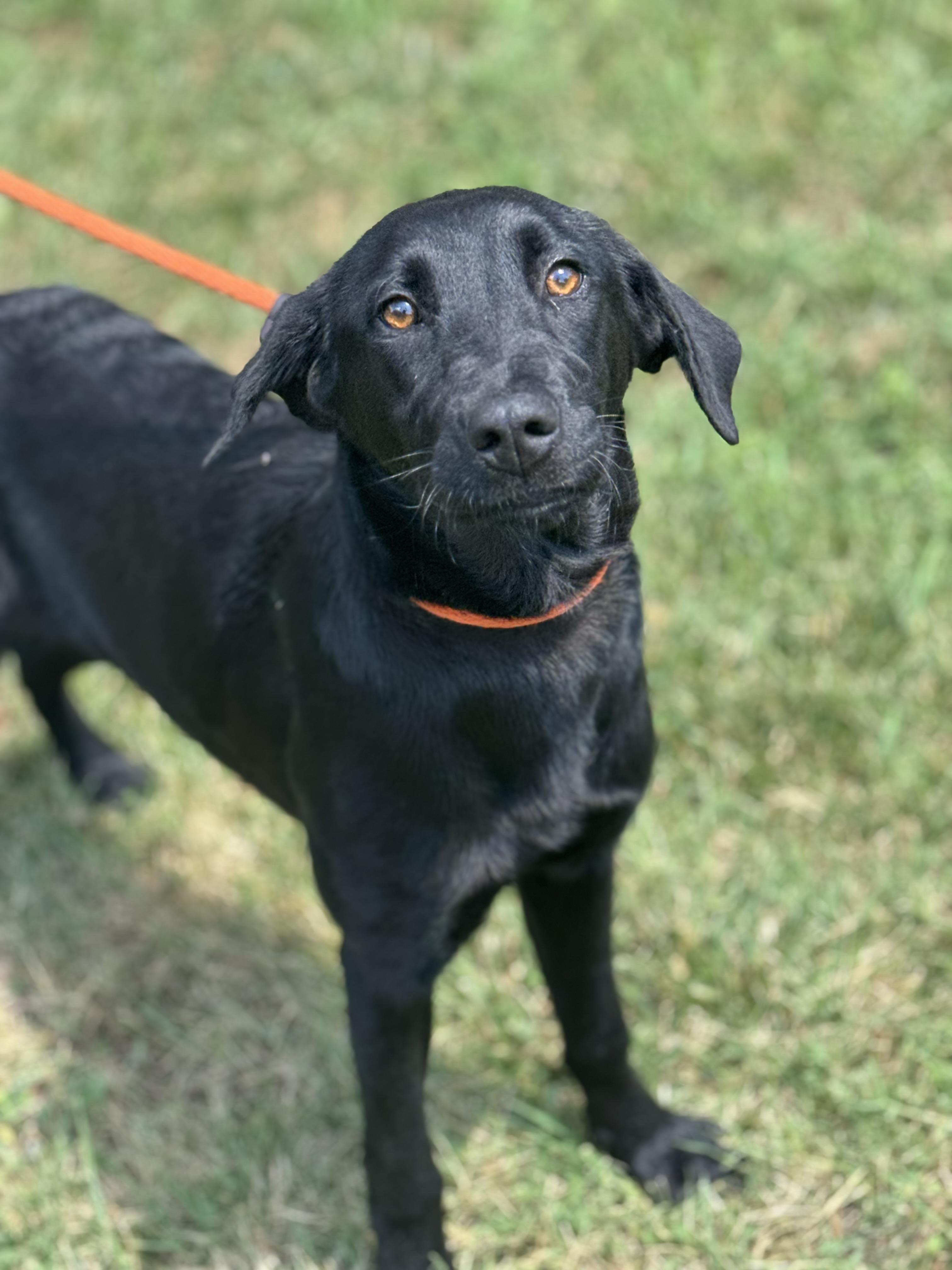Enlarge Miley, a ADOPTABLE mixed breed in Richmond, VA image 4/6