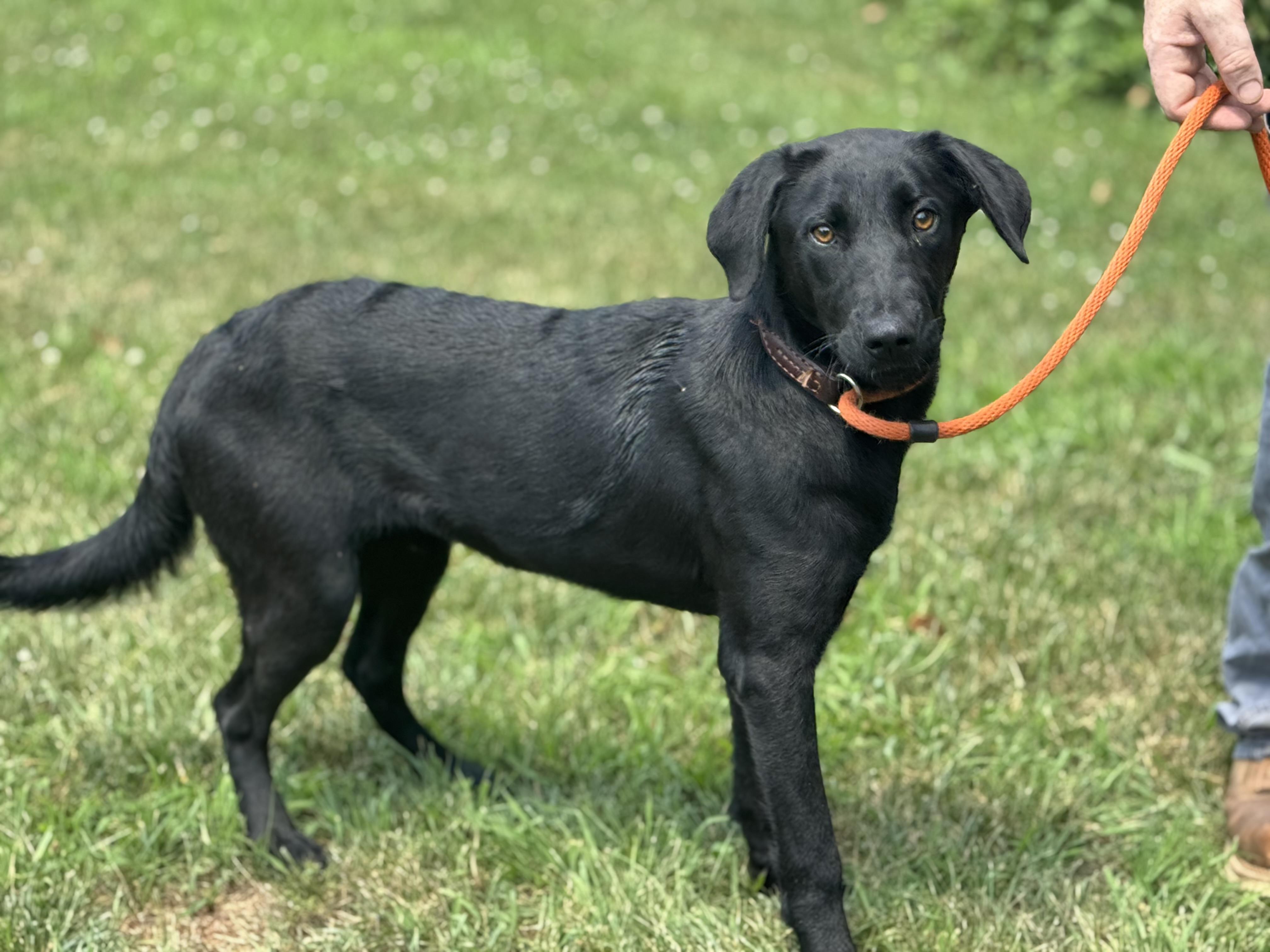 Enlarge Miley, a ADOPTABLE mixed breed in Richmond, VA image 2/6