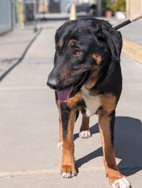 SCARLET, Adoptable, Young Female German Shepherd Dog & Mixed Breed.