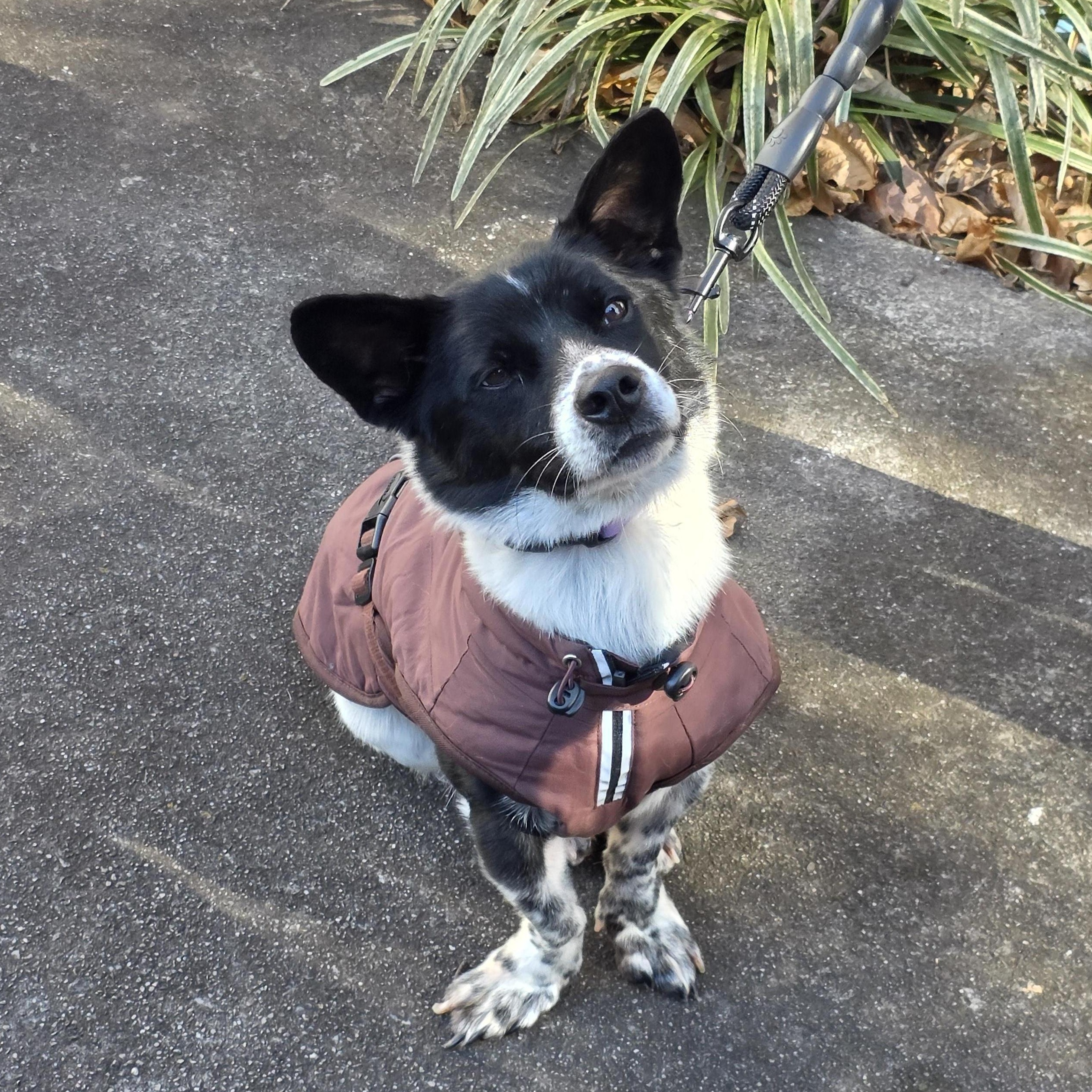 DABIN, Adoptable, Adult Male Terrier.