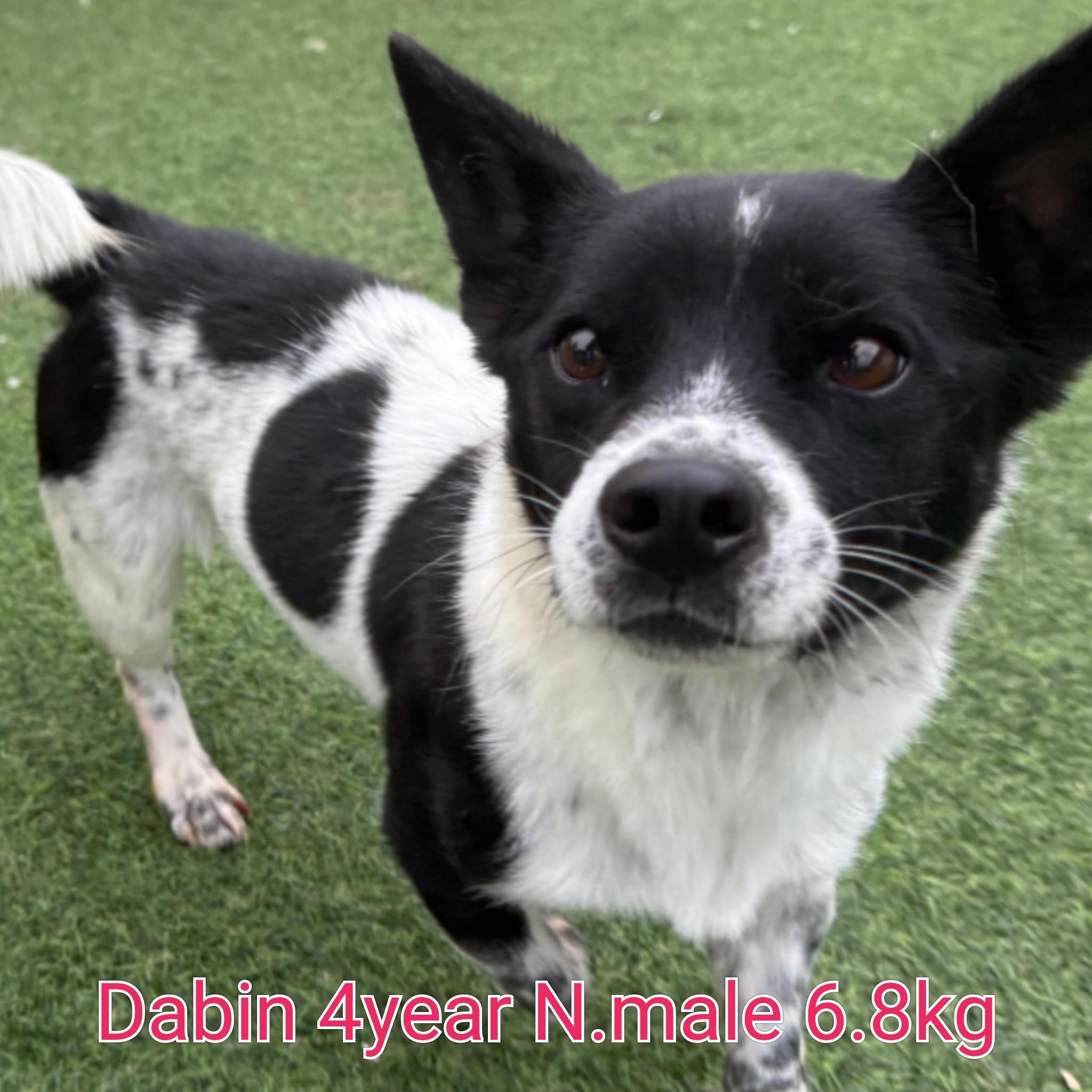 DABIN, a Adoptable mixed breed in Duluth, GA image 2/6