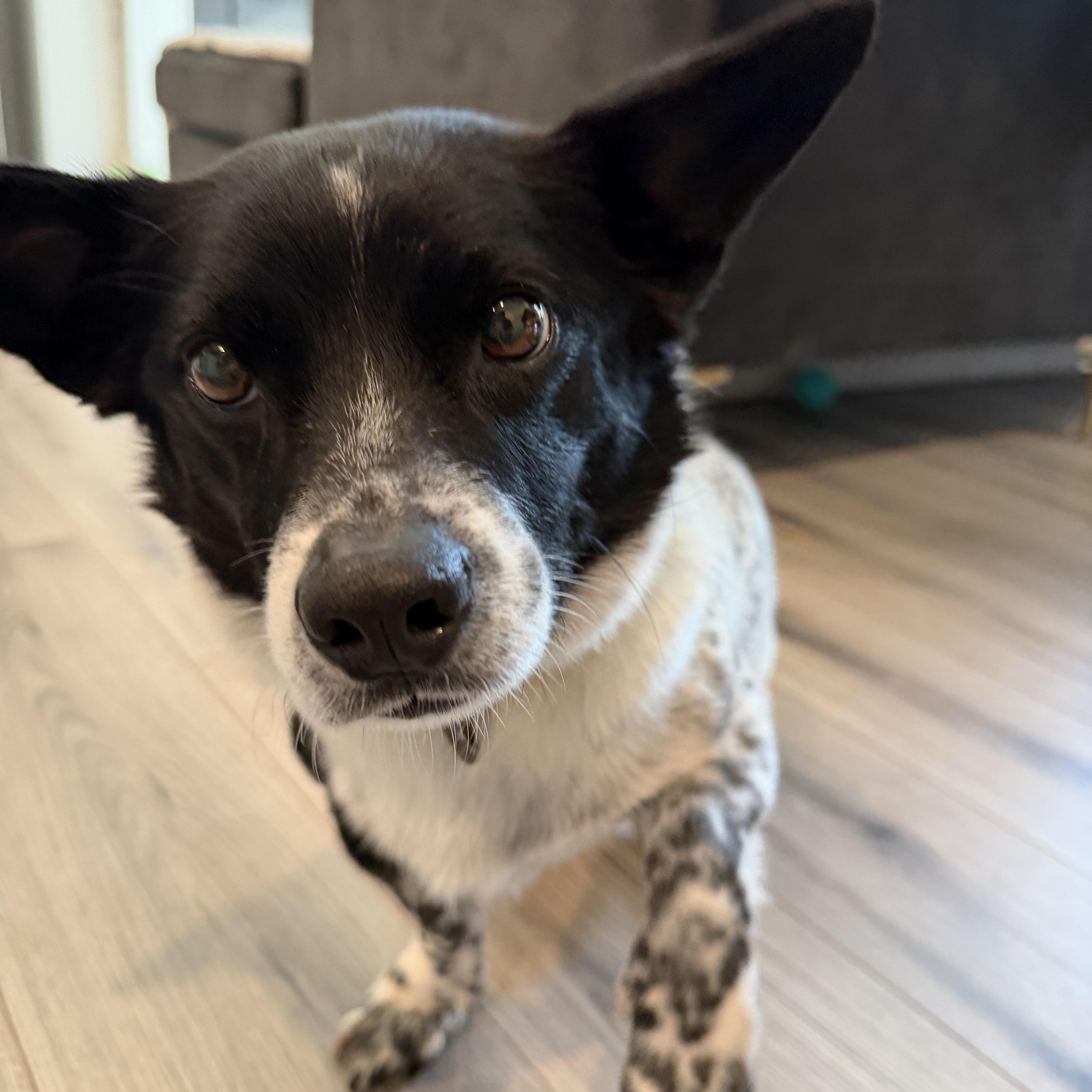 DABIN, a Adoptable mixed breed in Duluth, GA image 3/6