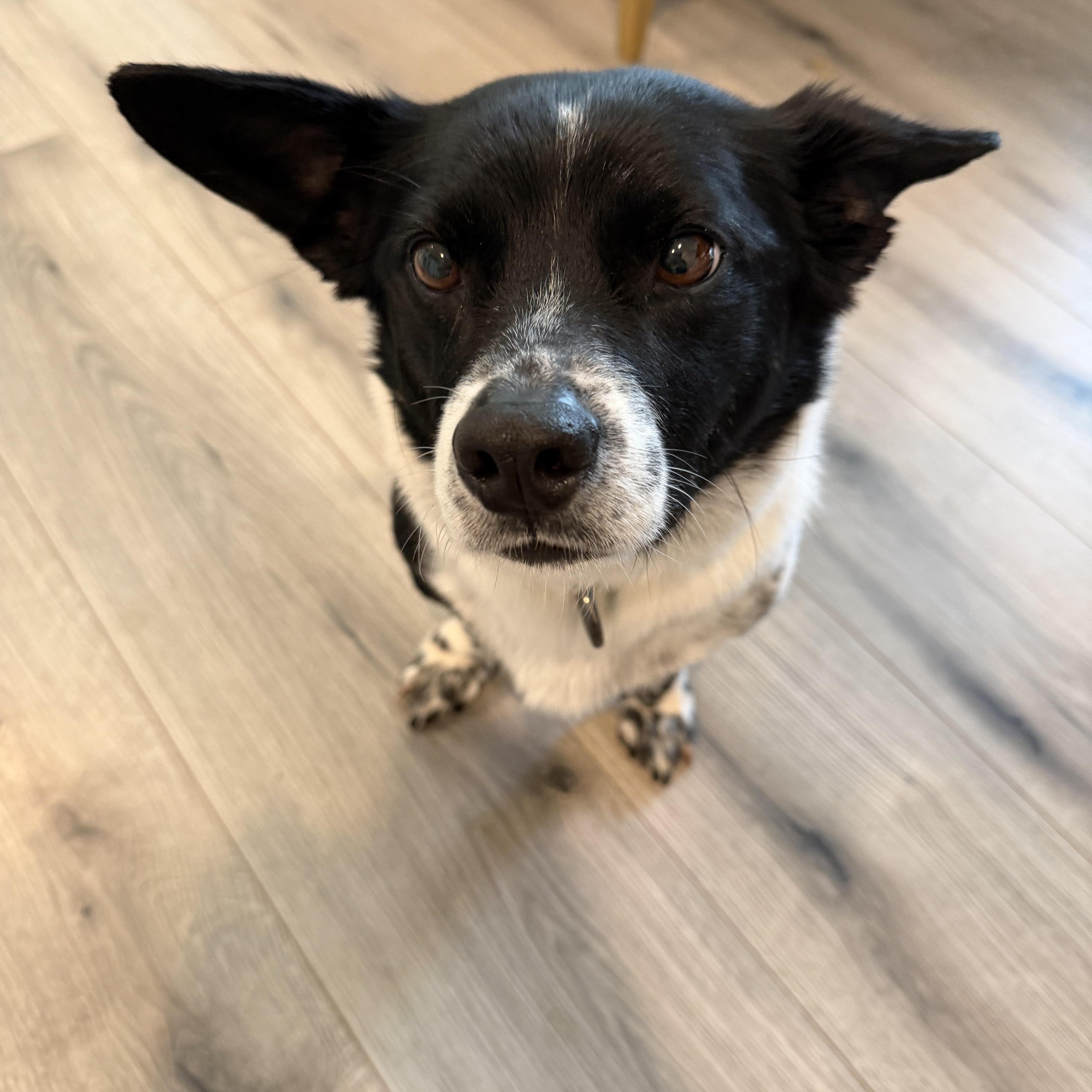 DABIN, a Adoptable mixed breed in Duluth, GA image 4/6