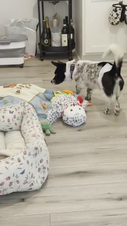 Enlarge DABIN, a Adoptable mixed breed in Duluth, GA video 6/6