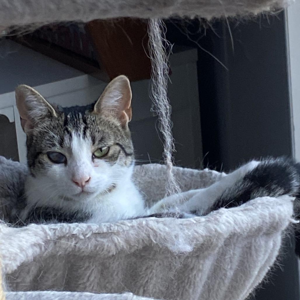 Iggy, Adoptable, Young Female Domestic Short Hair.