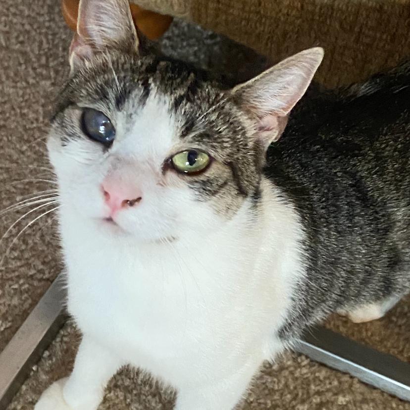 Enlarge Iggy, a Adoptable Domestic Short Hair in Charlottesville, VA image 2/5