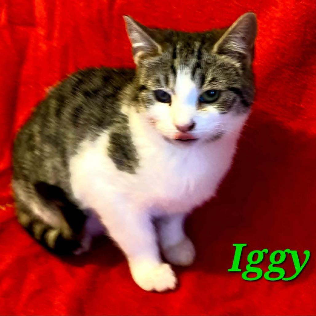 Iggy, Adoptable, Kitten Female Domestic Short Hair.