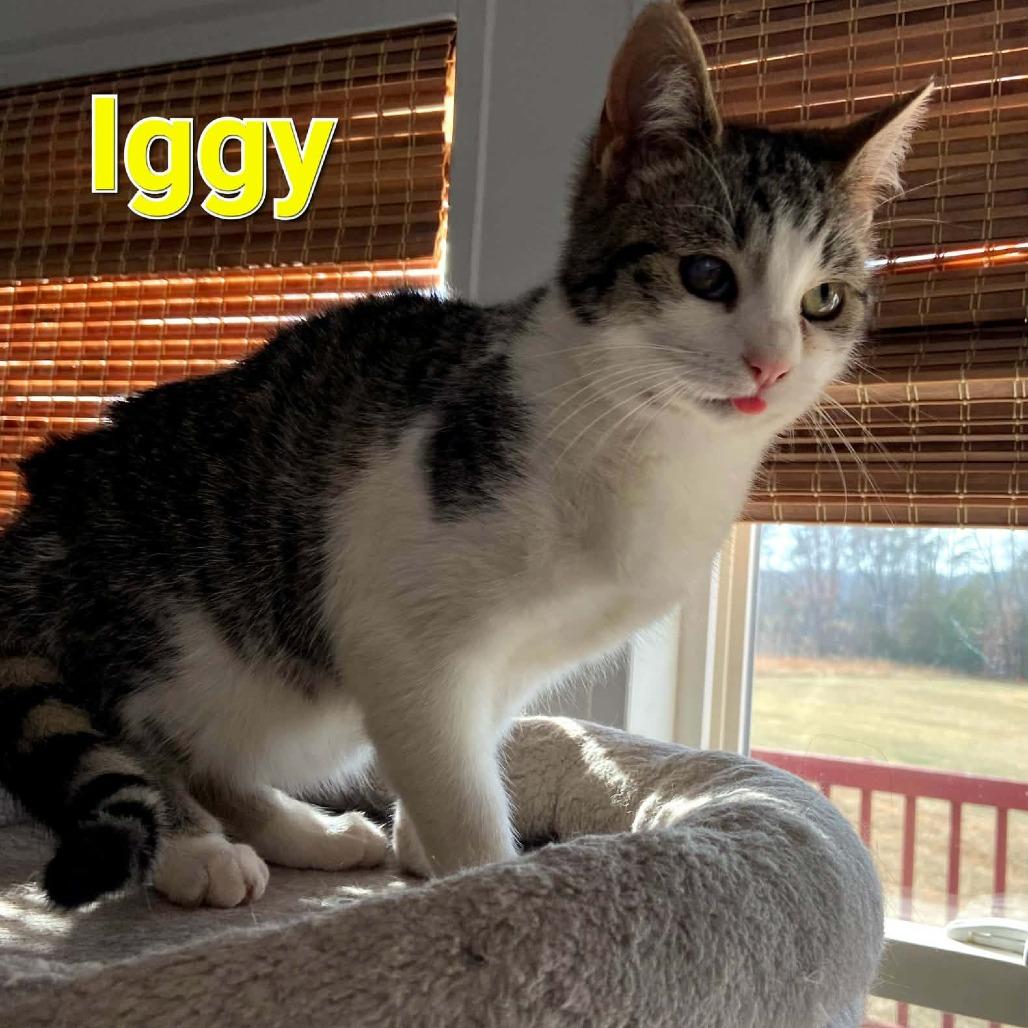 Enlarge Iggy, a Adoptable Domestic Short Hair in Charlottesville, VA image 2/2