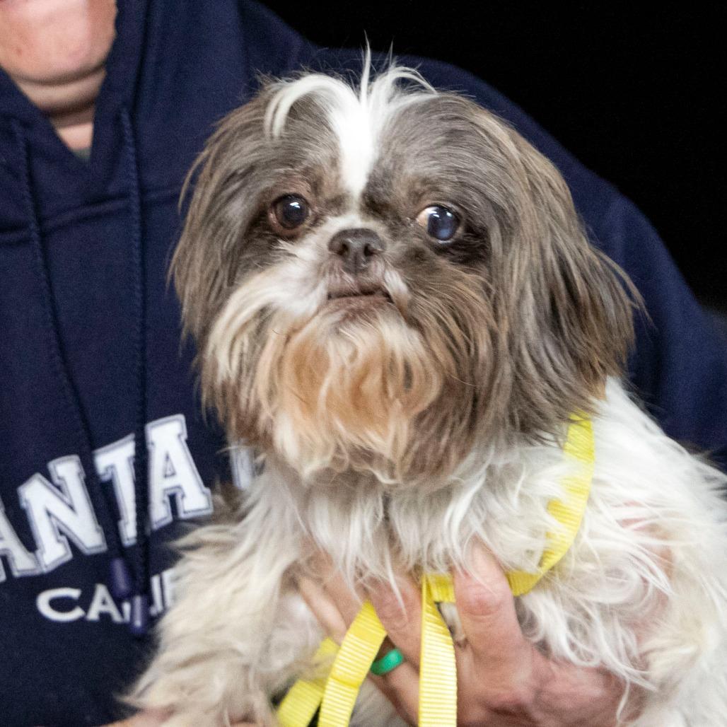 Shortcake (N25-229), Adoptable, Senior Female Shih Tzu.