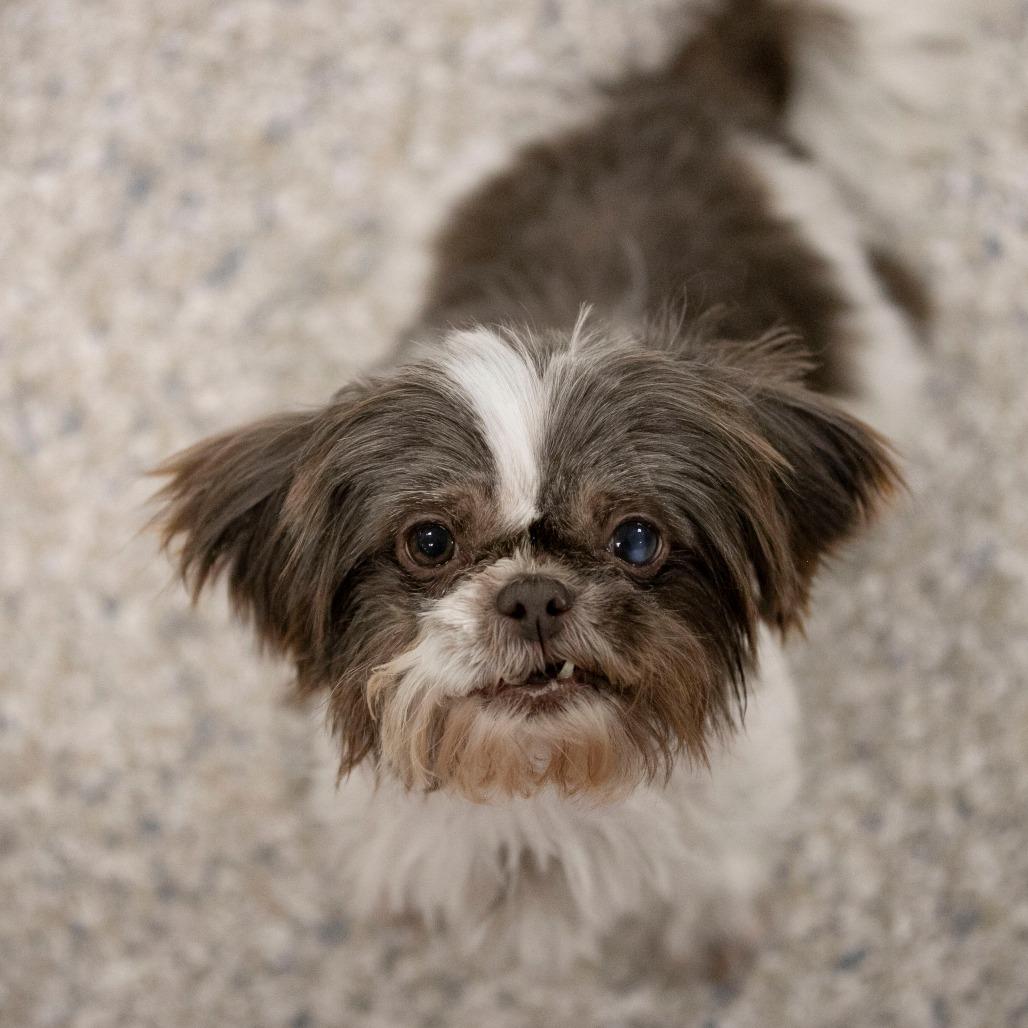 Shortcake (N25-229), a Adoptable Shih Tzu in Bendena, KS image 2/2