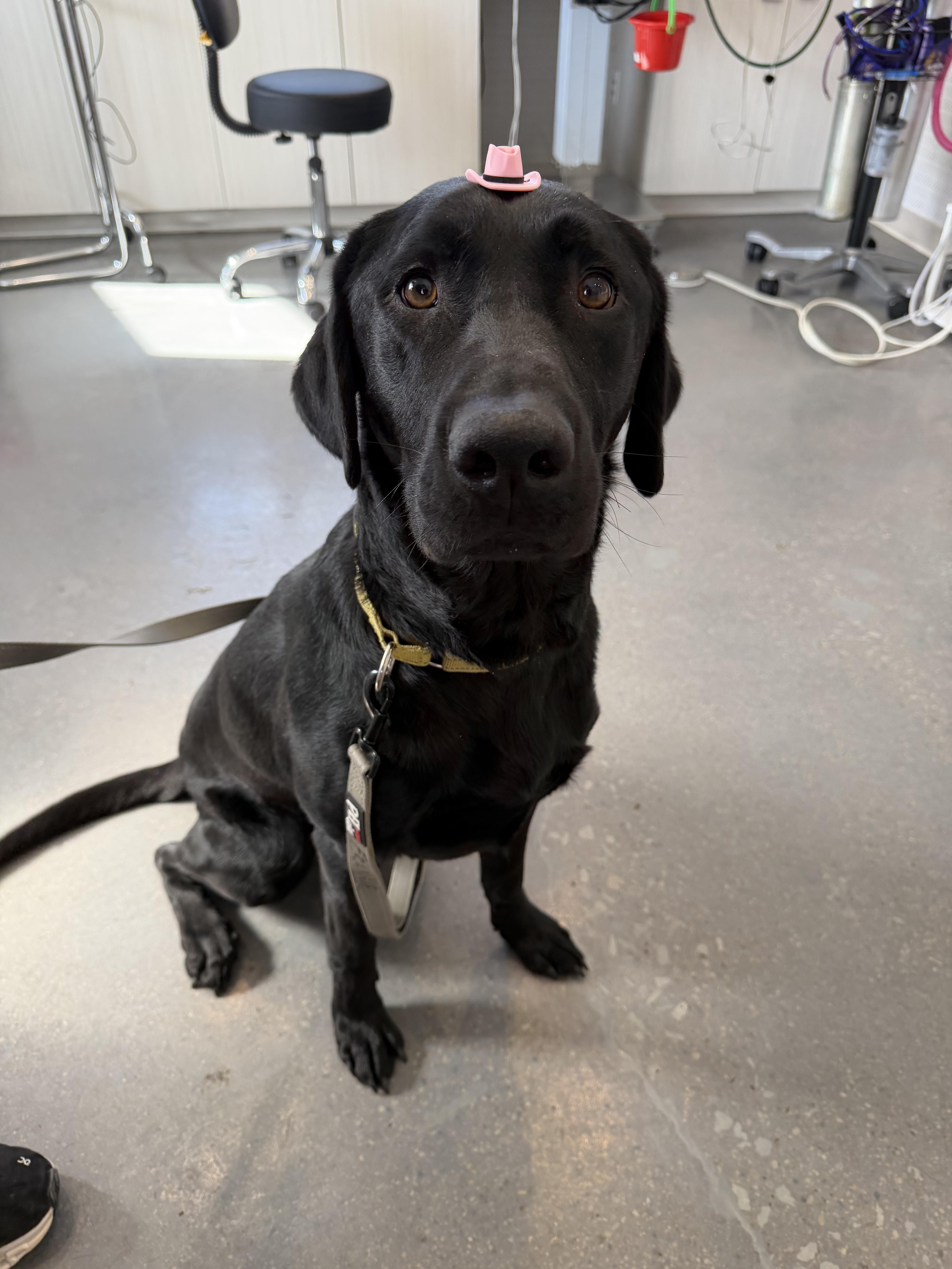 Frankie, ADOPTABLE, Adult Male Black Labrador Retriever.