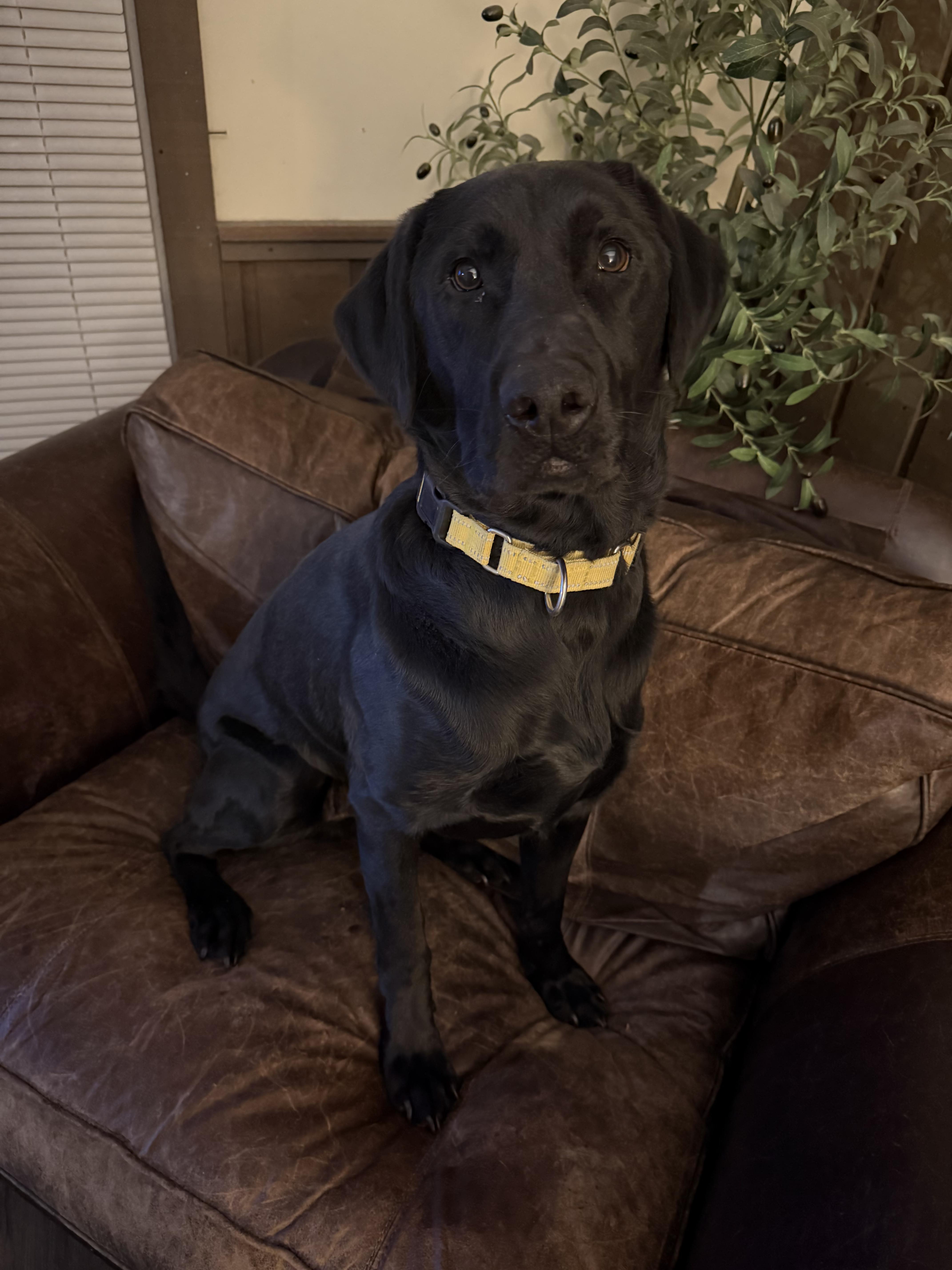 Enlarge Frankie, a ADOPTABLE Black Labrador Retriever in Chicago, IL image 2/5