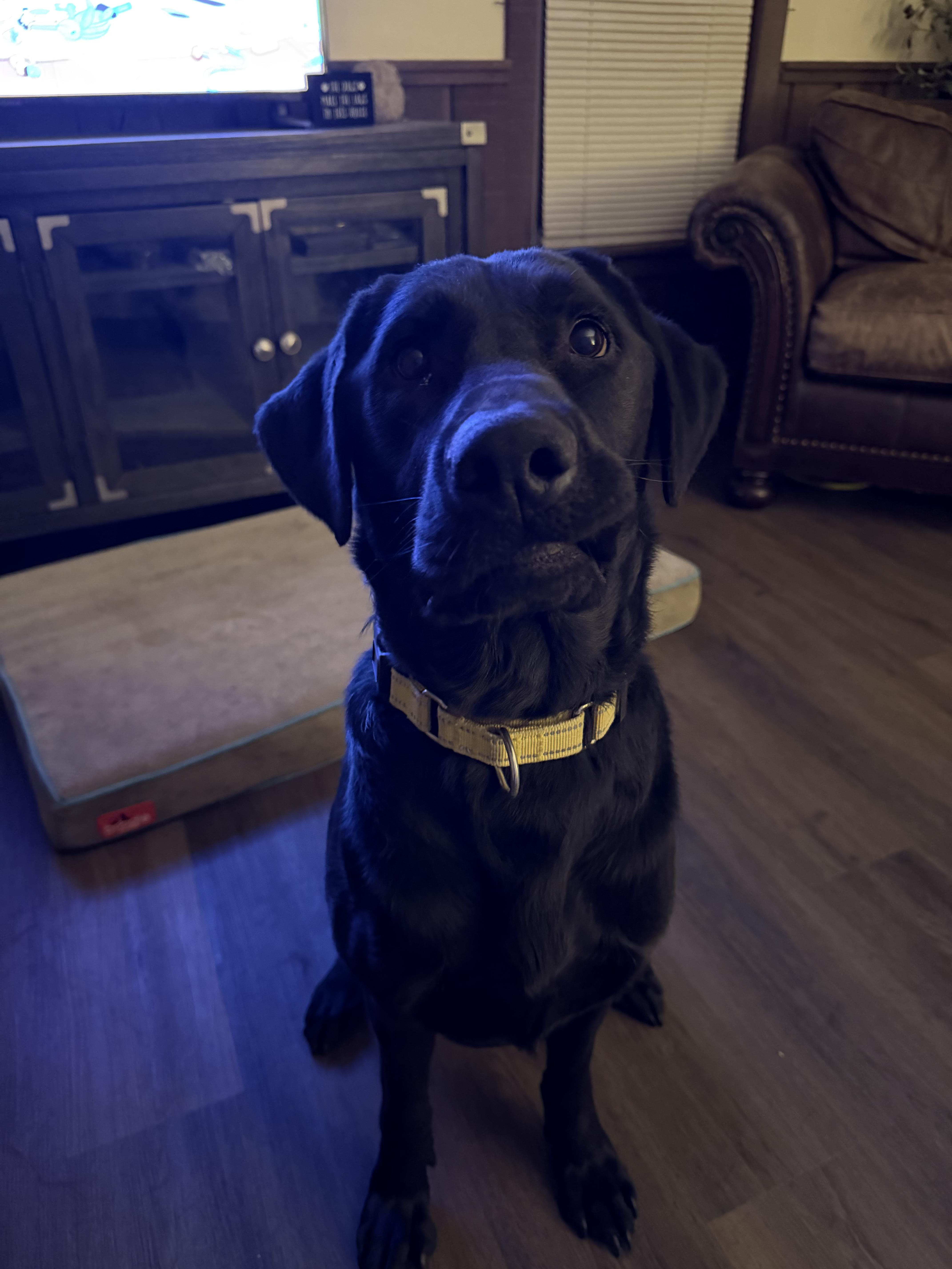 Enlarge Frankie, a ADOPTABLE Black Labrador Retriever in Chicago, IL image 3/5