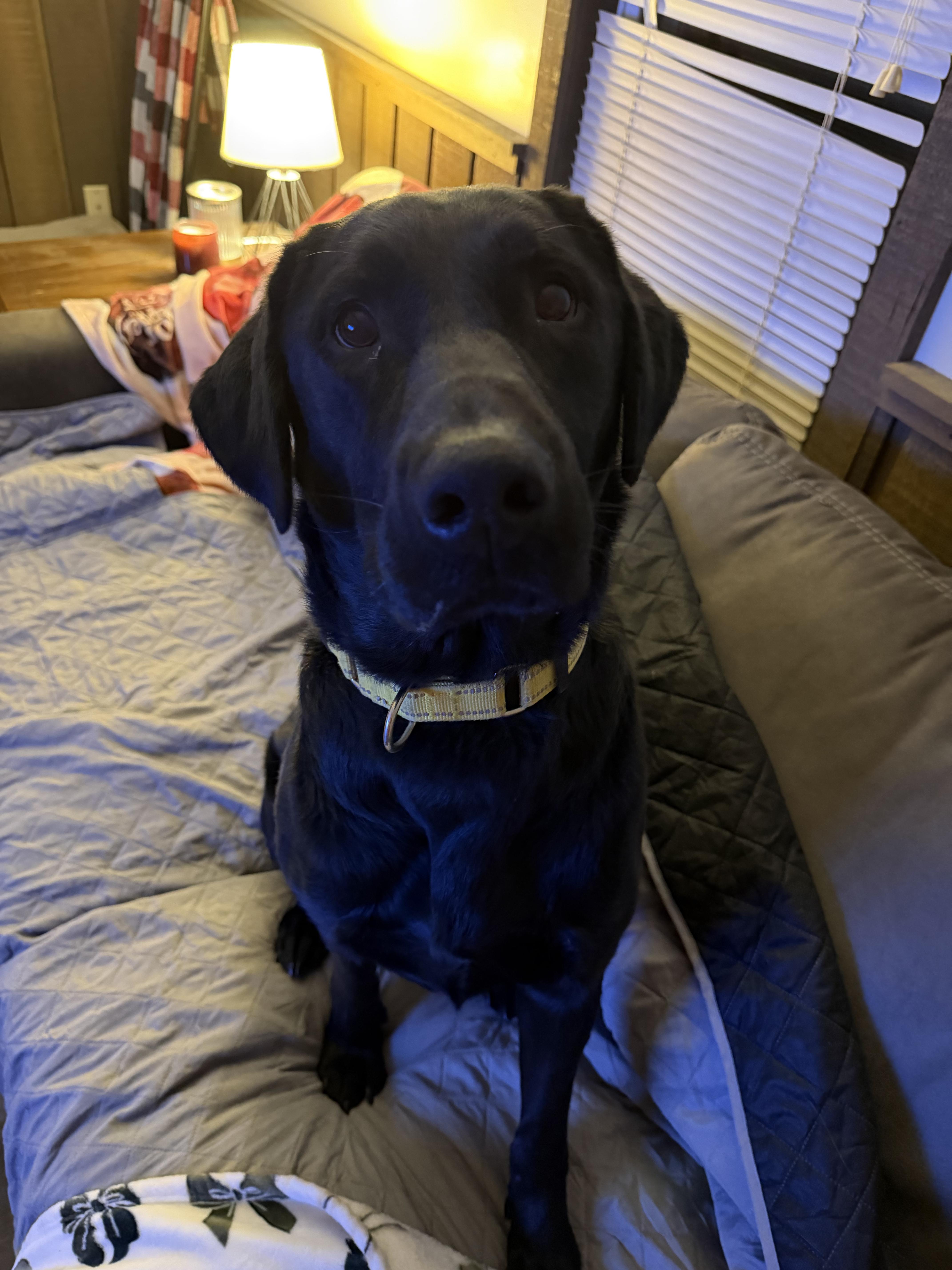 Enlarge Frankie, a ADOPTABLE Black Labrador Retriever in Chicago, IL image 4/5