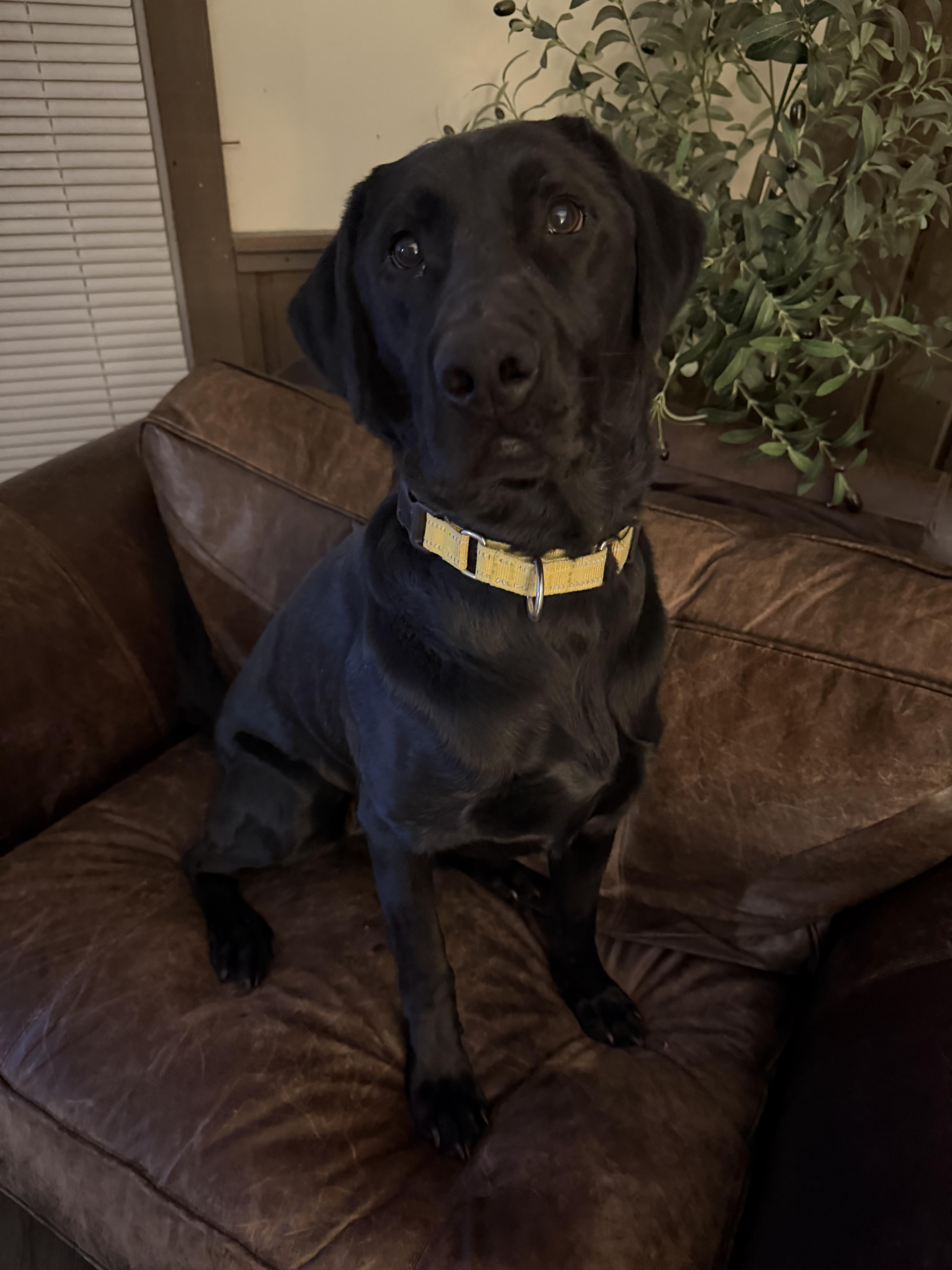 Enlarge Frankie, a ADOPTABLE Black Labrador Retriever in Chicago, IL image 5/5
