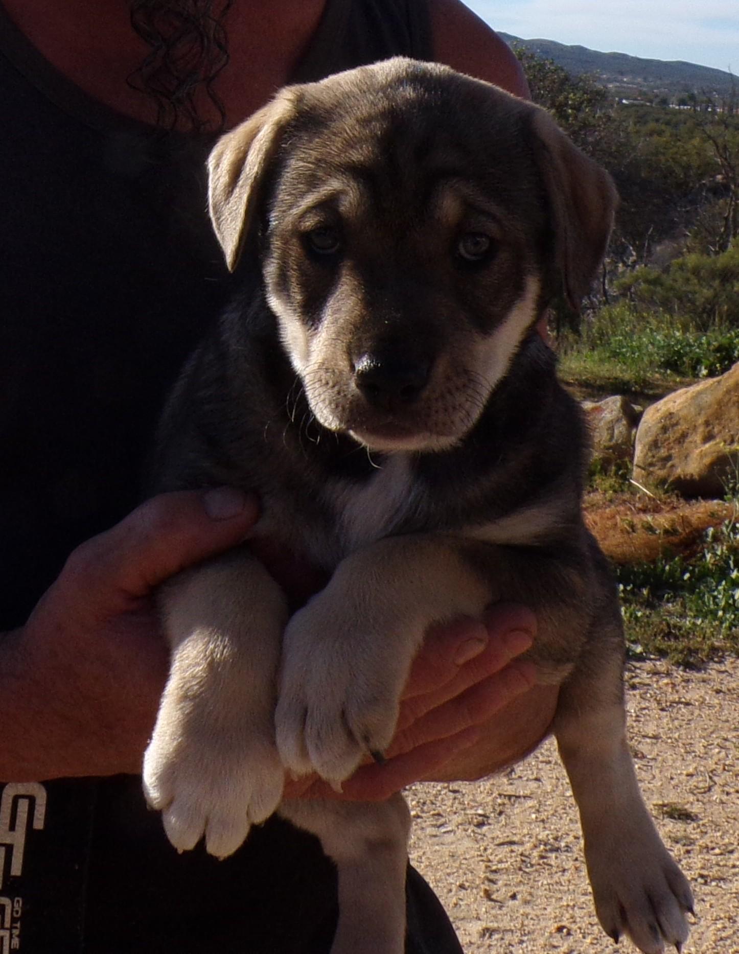 Enlarge LOLA, a ADOPTABLE mixed breed in Corona, CA image 2/3