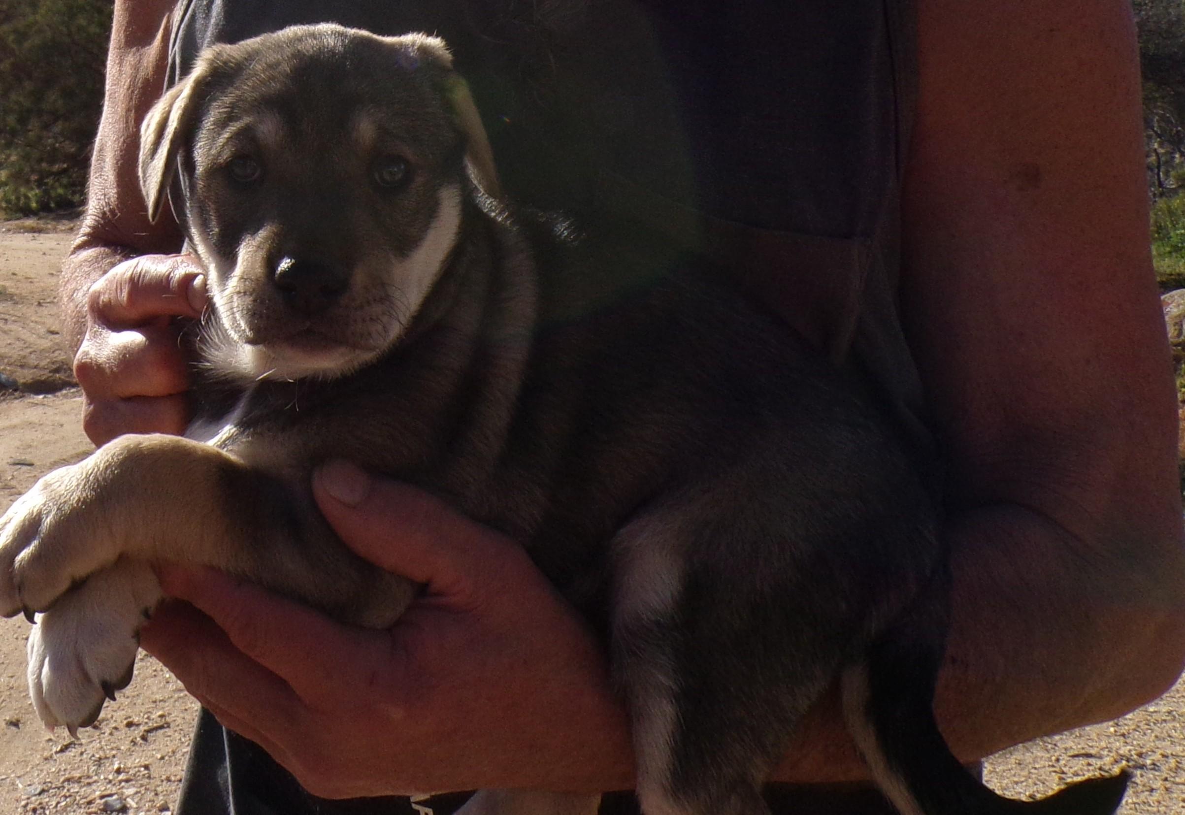 Enlarge LOLA, a ADOPTABLE mixed breed in Corona, CA image 3/3