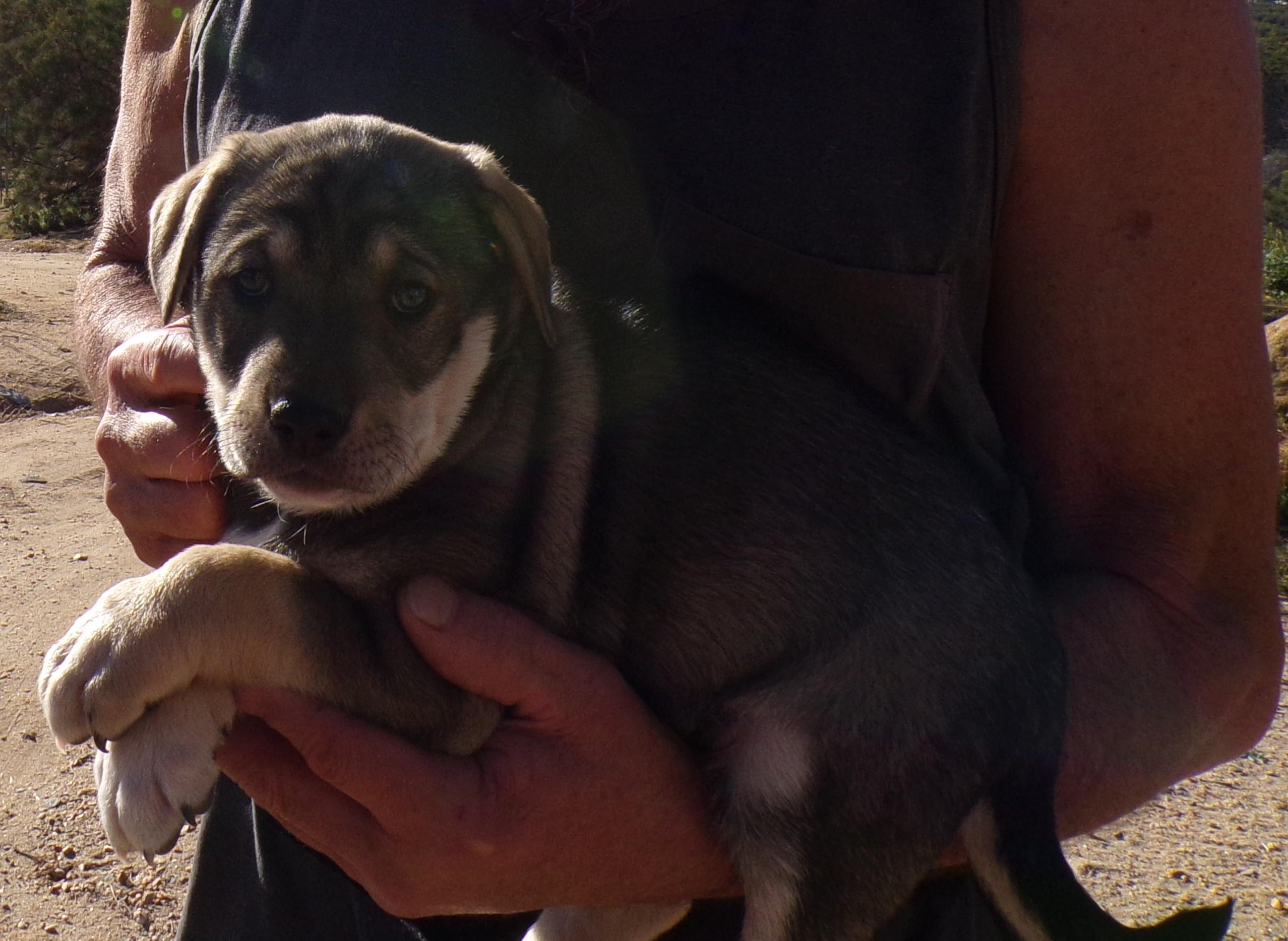 Enlarge LOLA, a ADOPTABLE mixed breed in Corona, CA image 1/3