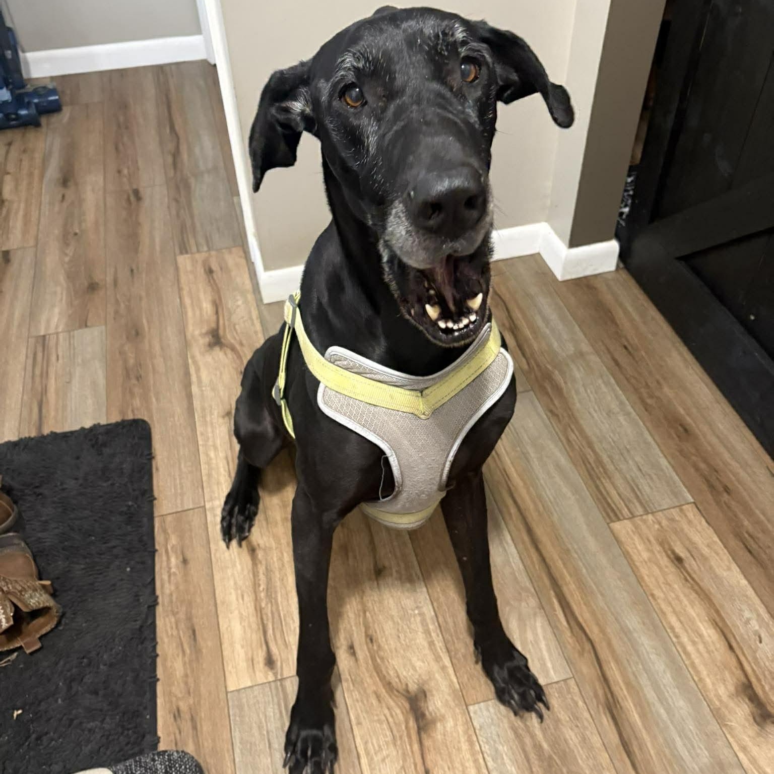 Salem, Adoptable, Senior Female Great Dane.