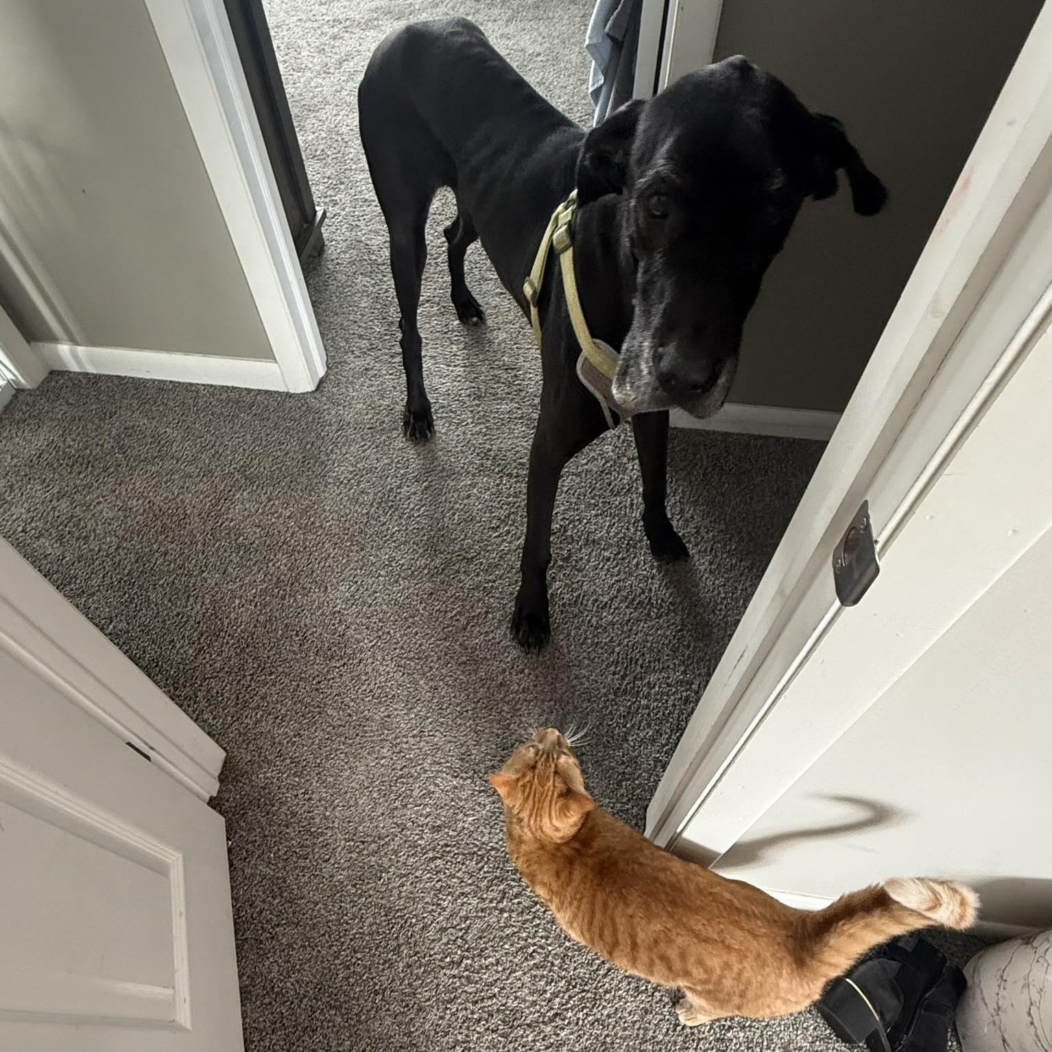 Enlarge Salem, a Adoptable Great Dane in Holley, NY image 6/6