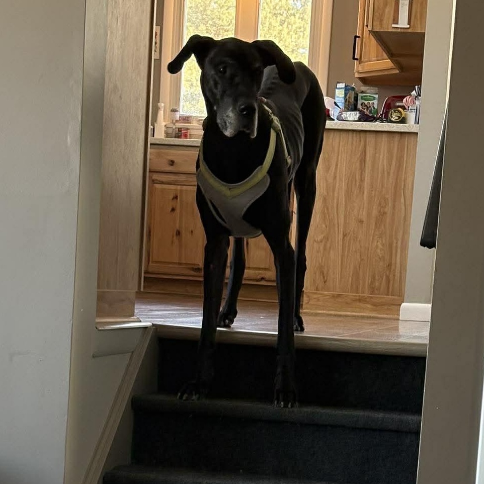 Enlarge Salem, a Adoptable Great Dane in Holley, NY image 3/6