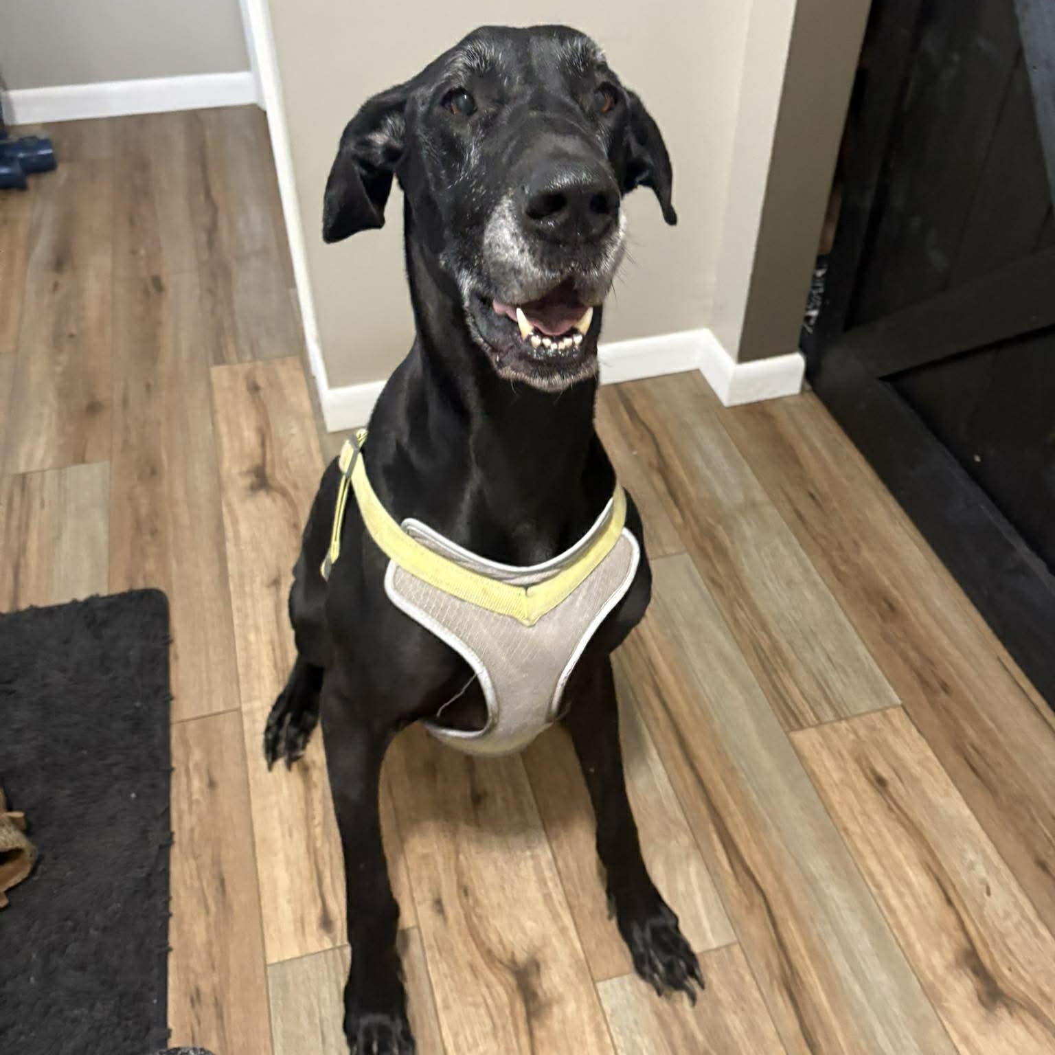 Enlarge Salem, a Adoptable Great Dane in Holley, NY image 2/6