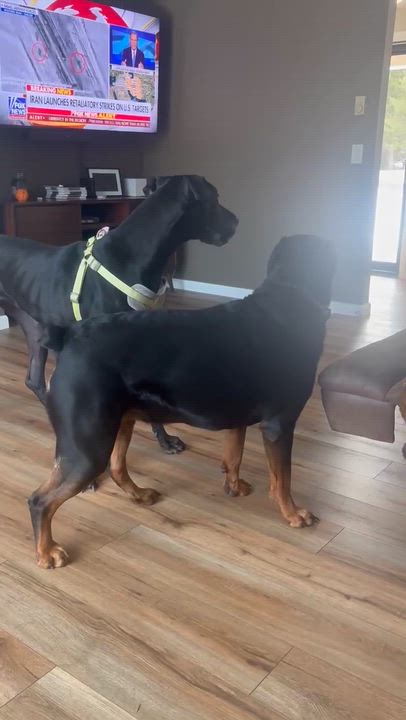 Enlarge Salem, a Adoptable Great Dane in Holley, NY video 5/6