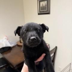 Mira, a Adoptable mixed breed in Bulverde, TX image 1/3