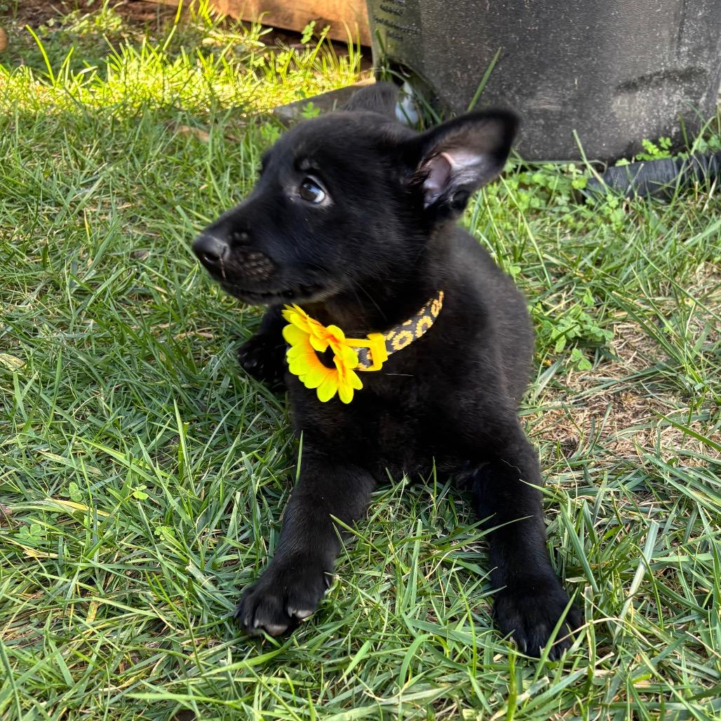 Mira, a Adoptable mixed breed in Bulverde, TX image 2/3