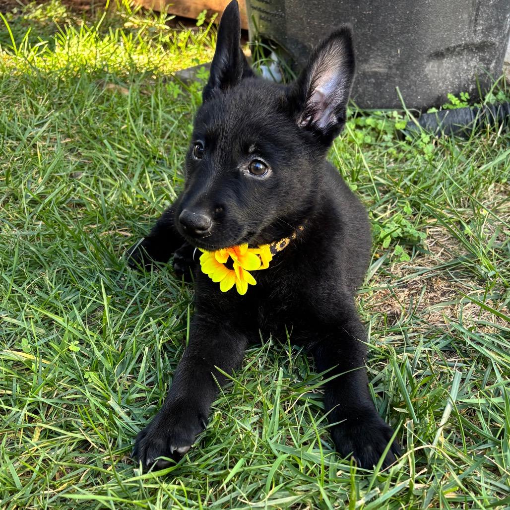 Mira, a Adoptable mixed breed in Bulverde, TX image 3/3