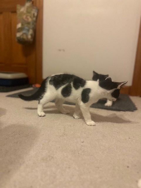 Pongo (26-048), Adoptable, Young Male Domestic Short Hair.
