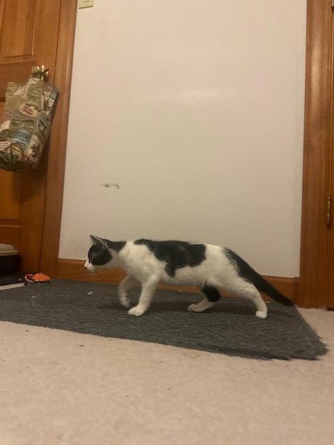 Pongo (26-048), a Adoptable Domestic Short Hair in Ocean Pines, MD image 2/3