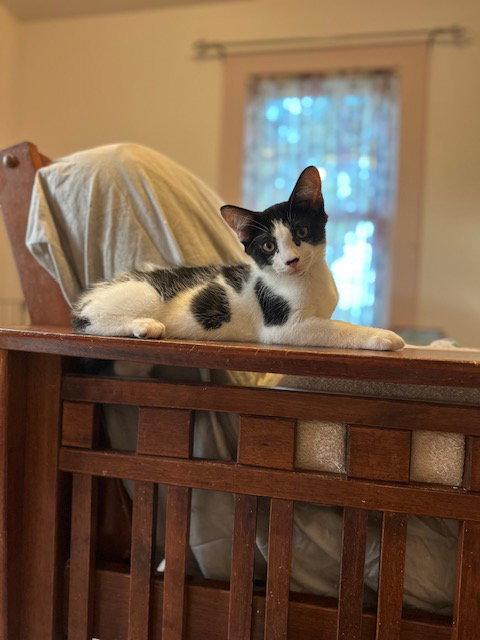 Pongo (26-048), a Adoptable Domestic Short Hair in Ocean Pines, MD image 3/3