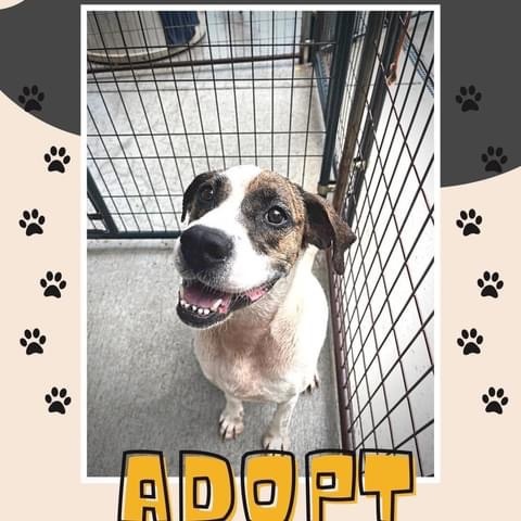 Aspen, Adult Male Hound