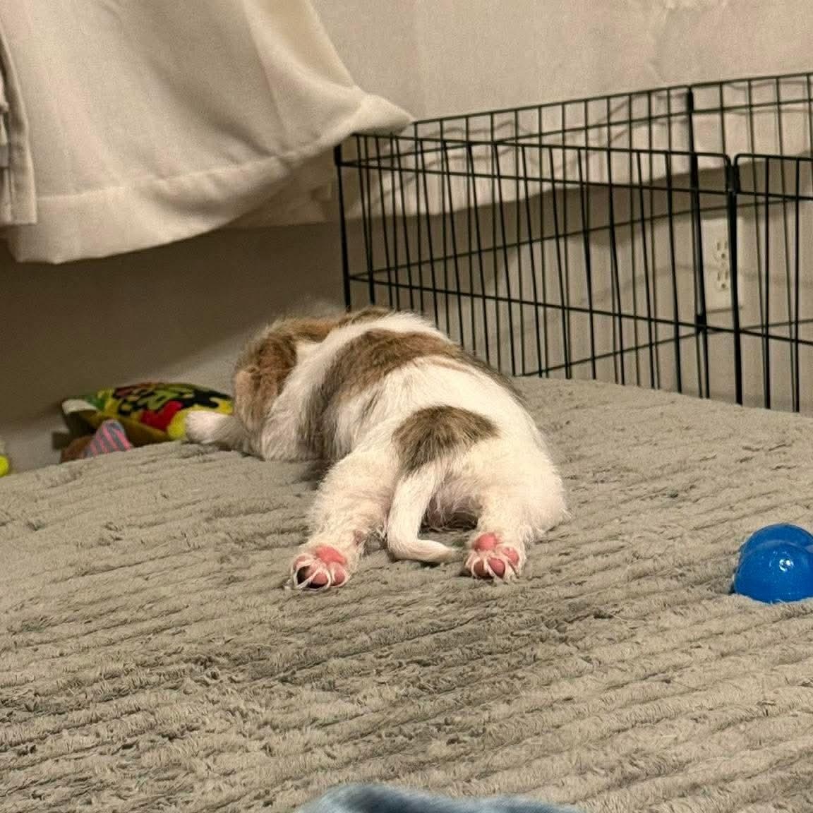 Rachel — thumbnail 5