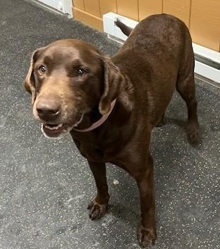 Diesel, ADOPTABLE, Adult Male Chocolate Labrador Retriever & Labrador Retriever.