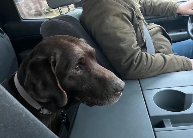 Enlarge Diesel, a ADOPTABLE mixed breed in Fredericksburg, PA image 5/6