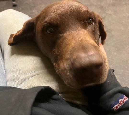 Enlarge Diesel, a ADOPTABLE mixed breed in Fredericksburg, PA image 3/6