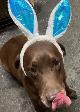 Enlarge Diesel, an adopted mixed breed in Fredericksburg, PA image 4/6