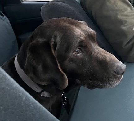 Enlarge Diesel, an adopted mixed breed in Fredericksburg, PA image 2/6