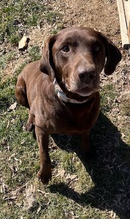 Enlarge Diesel, an adopted mixed breed in Fredericksburg, PA image 5/6