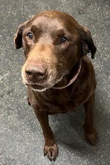 Diesel, ADOPTABLE, Adult Male Chocolate Labrador Retriever & Labrador Retriever.