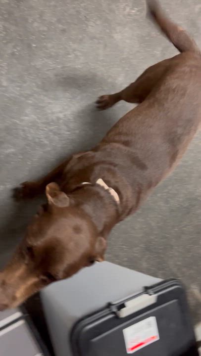 Enlarge Diesel, a ADOPTABLE mixed breed in Fredericksburg, PA video 6/6