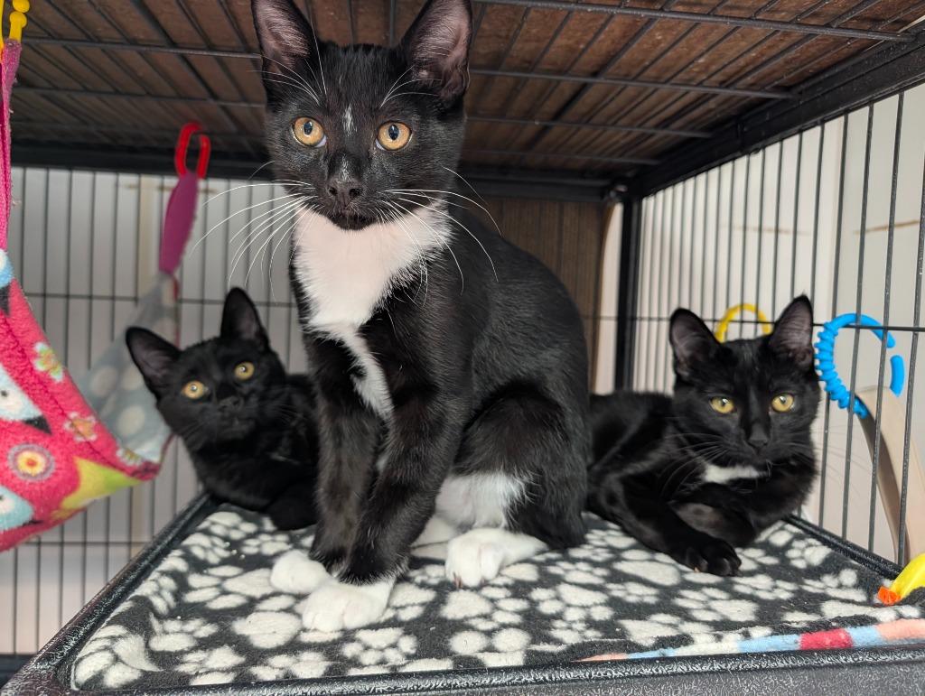 Cumin (needs a friend or go with Tajin & Mole!), Adoptable, Kitten Male Domestic Short Hair.